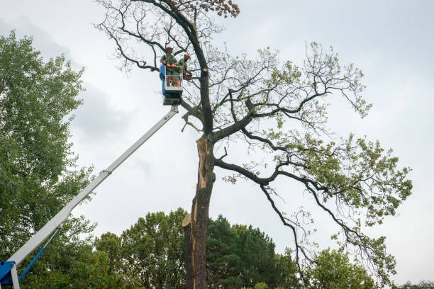 Why Choose Our Tree Removal Services in Lake Barcroft, VA?